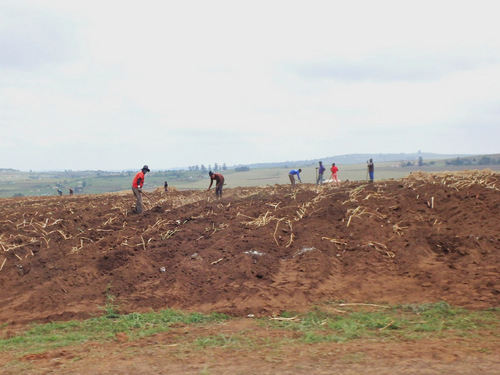 Sugar Cane field workers.